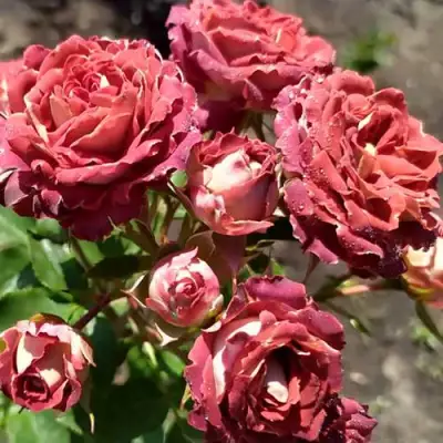 Роза ТИРАМИСУ спрей в Могилёве