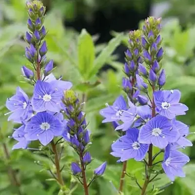 Вероника РОЯЛ БЛЮ большая в Могилёве