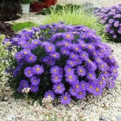 Астра ЛЕДИ ИН БЛЮ в Могилёве