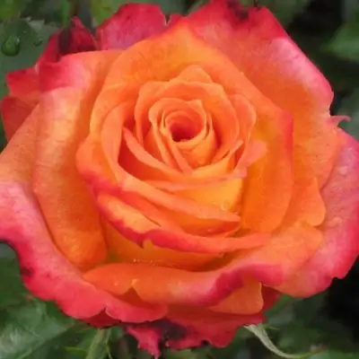 Роза ВАУ чайно-гибридная в Могилёве