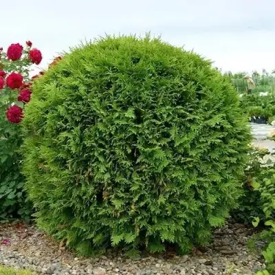 Туя ВУДВАРДИ западная в Могилёве