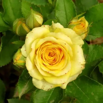 Роза САН СИТИ спрей в Могилёве