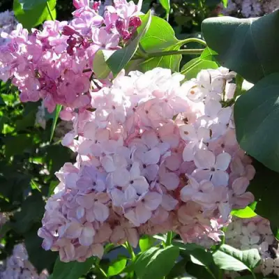 Сирень ГОРТЕНЗИЯ в Могилёве