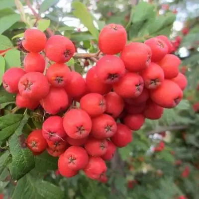 Рябина НЕВЕЖИНСКАЯ сладкоплодная в Могилёве