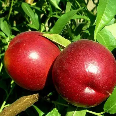 Нектарин НЕКТАРЕД-4 в Могилёве