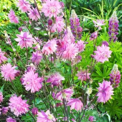 Аквилегия БАРЛОУ ПИНК гибрид МакКаны в Могилёве