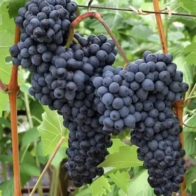 виноград кишмиш красень