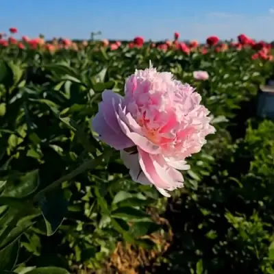 Пион ИМПЕРАТОРСКАЯ НАЛОЖНИЦА древовидный в Могилёве