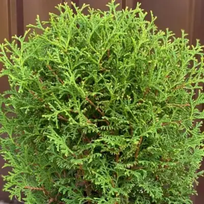 Туя ХОЗЕРИ западная в Могилёве