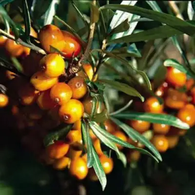 Облепиха ДАР КАЗАКОВУ в Могилёве