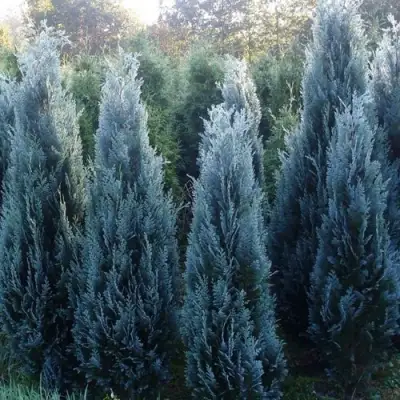 Кипарисовик ДАРТС БЛЮ РИББОН лавсона в Могилёве