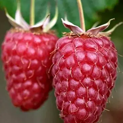 Малина РУБИНОВОЕ ОЖЕРЕЛЬЕ в Могилёве