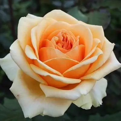 Роза ГЕЙША чайно-гибридная в Могилёве