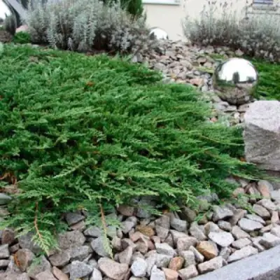 Можжевельник ПРИНЦ ОФ УЭЛЬС горизонтальный в Могилёве