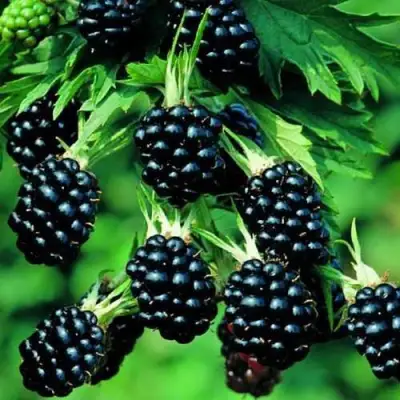 Ежевика КИТАНИНИ бесшипная  в Могилёве