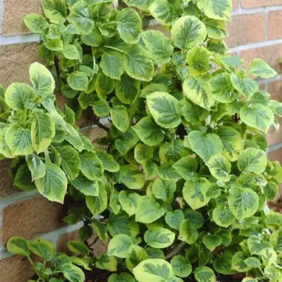 Гортензия МИРАНДА черешковая в Могилёве