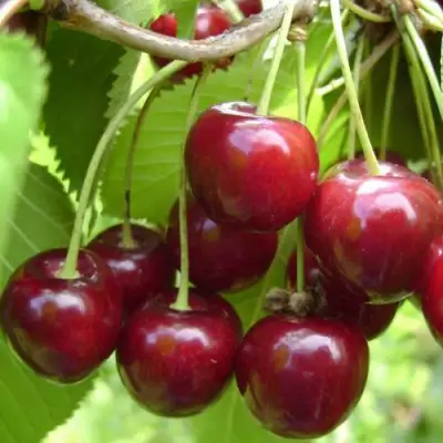 Вишня ХАРИТОНОВСКАЯ в Могилёве