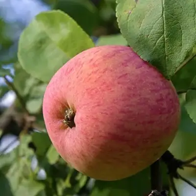 Яблоня МЕЛБА в Могилёве