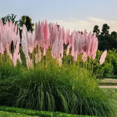 Кортадерия розовая (пампасная трава) в Могилёве