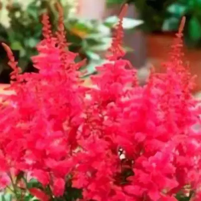 Астильба ЮНИК КАРМИН гибридная в Могилёве