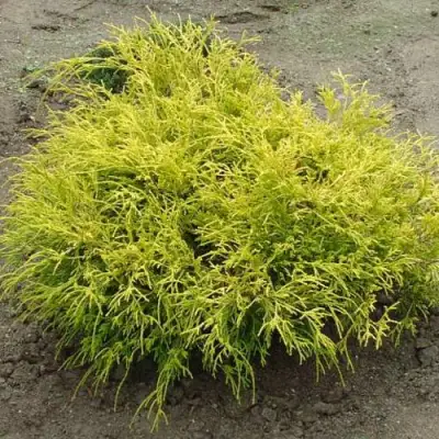 Кипарисовик ГОЛДЕН МОП горохоплодный в Могилёве