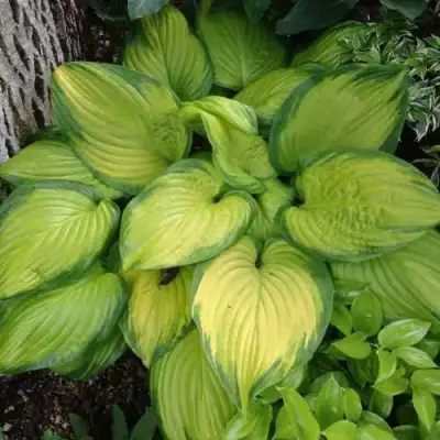 Хоста СТЕЙНД ГЛАСС гибридная в Могилёве