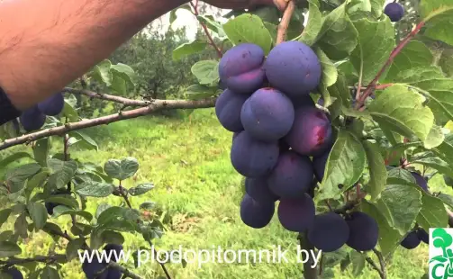 Превью видео