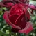 Роза ПАПА МЕЙЯН чайно-гибридная в Могилёве