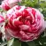 Пион РЕД ВИЗ ПИНК древовидный в Могилёве