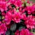 Азалия КАНЗОНЕТТА японская в Могилёве