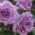 Роза ЛАВ СОНГ флорибунда в Могилёве