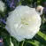 Роза АЛАБАСТЕР флорибунда в Могилёве