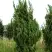 Можжевельник КАЙЗУКА китайский в Могилёве