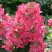 Гортензия МЕГА МИНДИ метельчатая в Могилёве