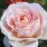 Роза АНДРЕ ЛЕ НОТР чайно-гибридная в Могилёве