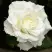 Роза МОНДИАЛЬ чайно-гибридная в Могилёве