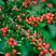 Кизильник горизонтальный в Могилёве