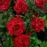 Роза РЕД ИНТУИШН чайно-гибридная в Могилёве