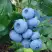 Голубика ТОРО в Могилёве