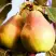 Груша СЛАДКАЯ ИЗ МЛИЕВА в Могилёве