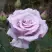 Роза СИЛЬВЕР СТАР чайно-гибридная в Могилёве
