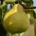 Груша ВЕЛИКАЯ ЛЕТНЯЯ (БОЛЬШАЯ ЛЕТНЯЯ) в Могилёве
