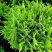 Туя ДАНИКА западная в Могилёве