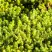 Очиток (седум) ЙЕЛЛОУ КВИН едкий в Могилёве