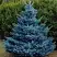 Ель МАДЖЕСТИК БЛЮ колючая в Могилёве