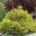 Кипарисовик ГОЛДЕН МОП горохоплодный в Могилёве