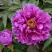 Пион ЛИЛОВАЯ ФАНТАЗИЯ древовидный в Могилёве