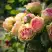 Роза ПИТАХАЙЯ чайно-гибридная в Могилёве