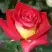 Роза ФРЕНДШИП чайно-гибридная в Могилёве
