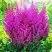 Астильба ПЕПЛ РЕЙН гибридная в Могилёве